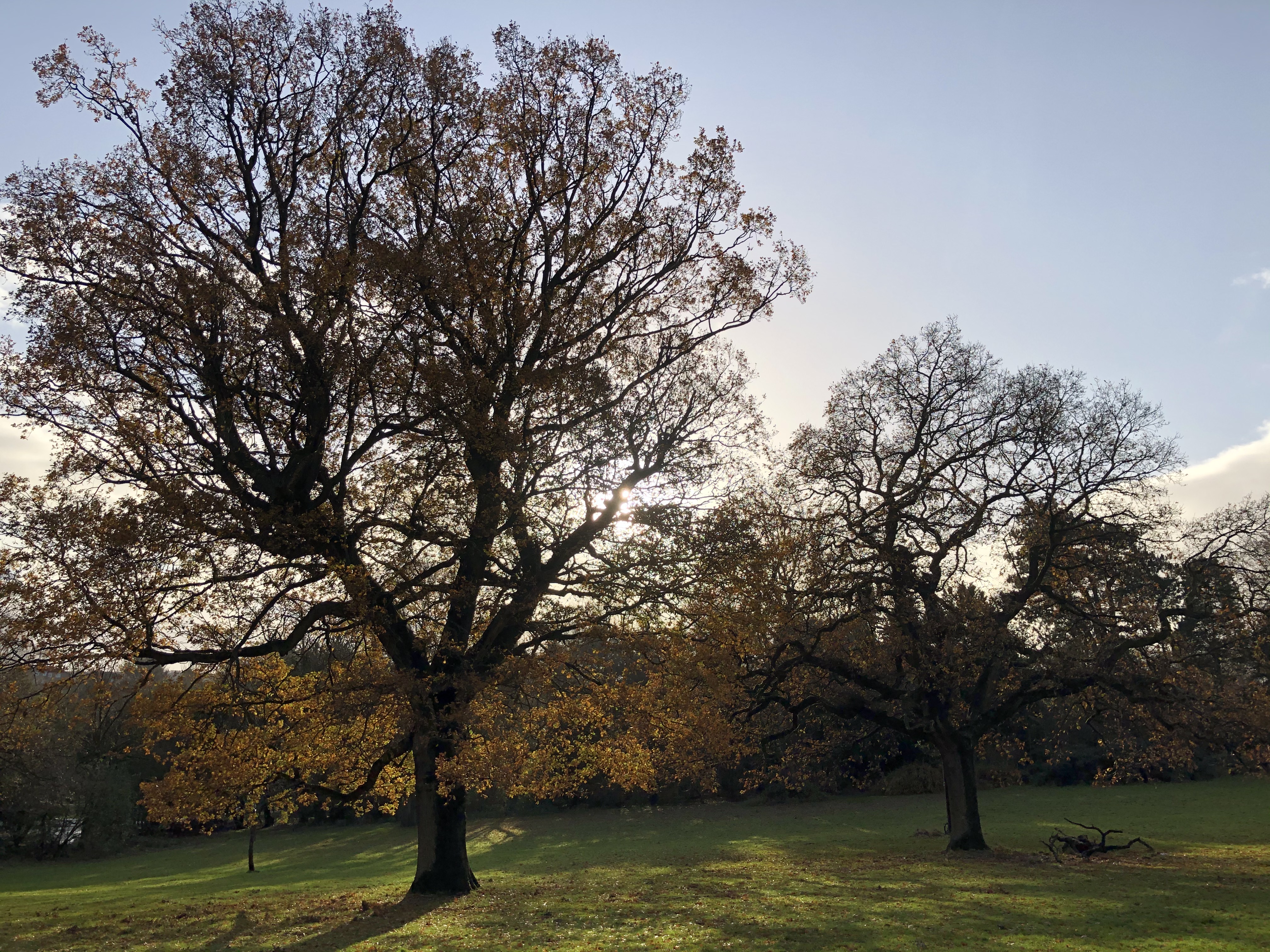 Litter picking throughout King's Park