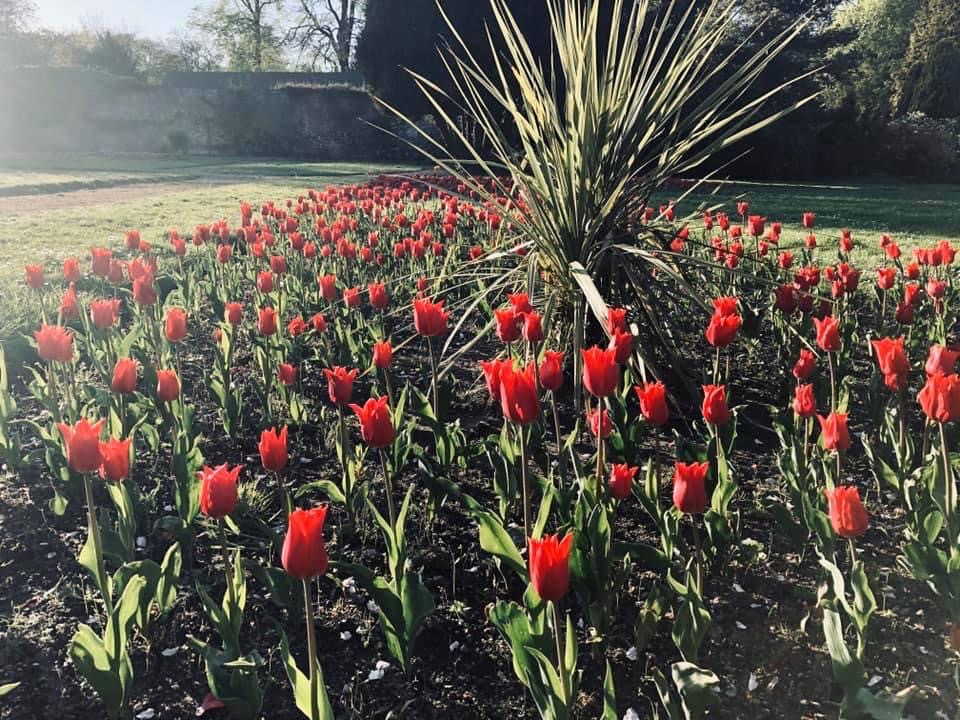 Blubs planted within the walled garden and along the driveway to Aitkenhead house